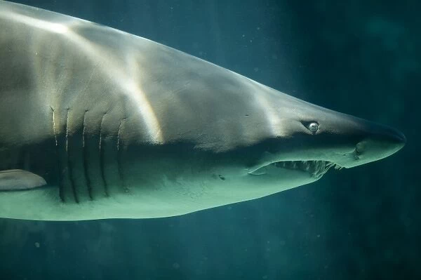 South Africa, Cape Town, Ragged Tooth Shark (Odontaspis ferox) swimming in Two Oceans