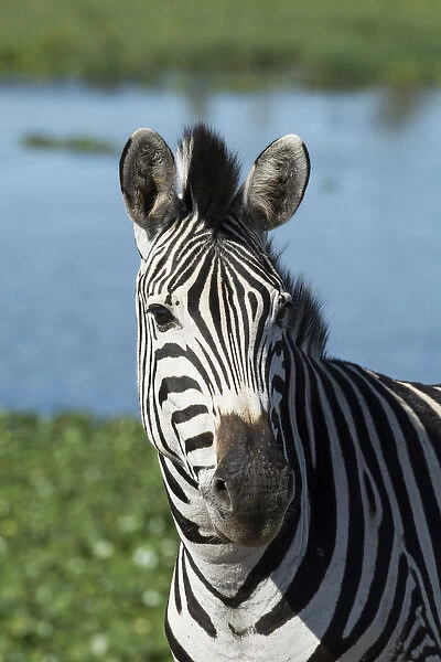 South Africa, Durban. Tala Game Reserve. Plains zebra (Equus quagga, formerly Equus burchellii)