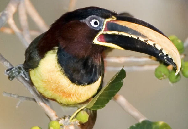 South America, Brazil. Chestnut-eared aracari in the Pantanal wetlands. Credit as