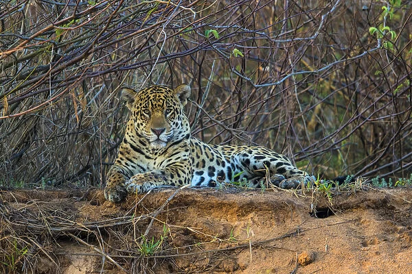 South America. Brazil. A jaguar (Panthera onca), an apex predator, rests along the