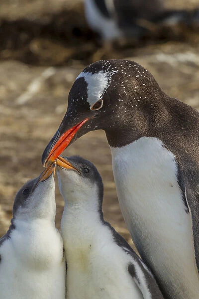 South America, Falkland Islands, Sea Lion Island. Gentoo penguin adult and chicks