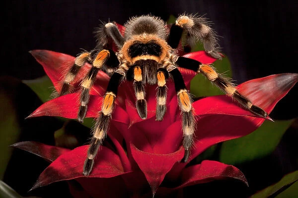 South America, Mexico. Close-up of a red-knee tarantula. Credit as: Dennis Flaherty