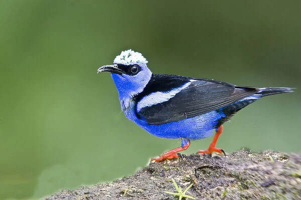 South America, Panama. Close-up of red-legged honeycreeper on boulder. Credit as