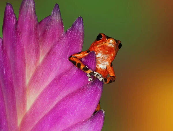 South America, Panama. Strawberry poison dart frog on bromeliad flower. Credit as