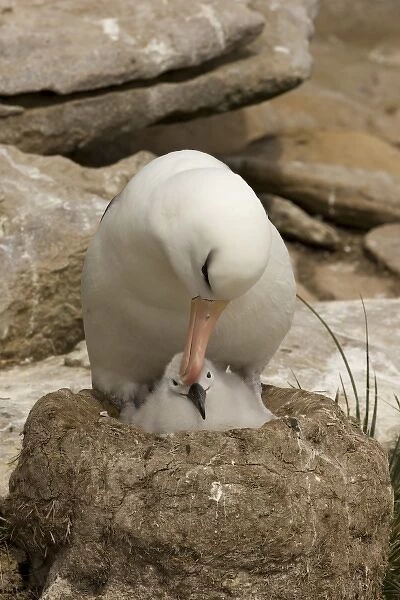 South Atlantic, Falkland Islands, New Island. Black-browed albatross parent preening chick in nest