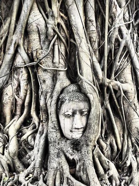South East Asia, Thailand; Ayutthaya; the head of the sandstone buddha image in roots of bodhi tree