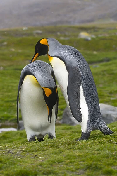 South Georgia. Saint Andrews. King penguin (Aptenodytes patagonicus) mated pair