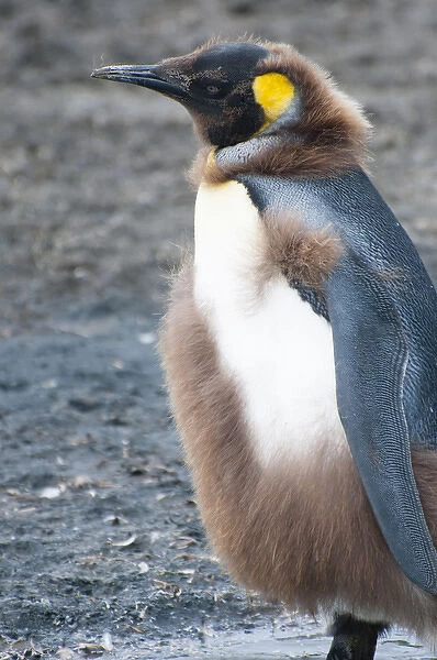 South Georgia. Salisbury Plain. King penguin (Aptenodytes patagonicus) chick molting
