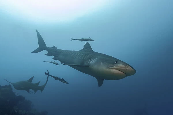 South Pacific, Fiji. Tiger shark close-up. Credit as: Jones & Shimlock  /  Jaynes Gallery  / 
