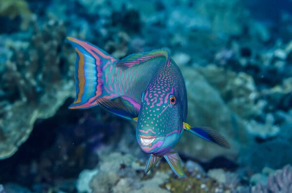 South Pacific, Solomon Islands. Close-up of parrotfish