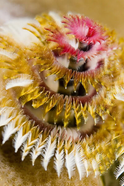 South Pacific, Solomon Islands. Close-up of a colorful Christmas tree worm or burrowing tube worm
