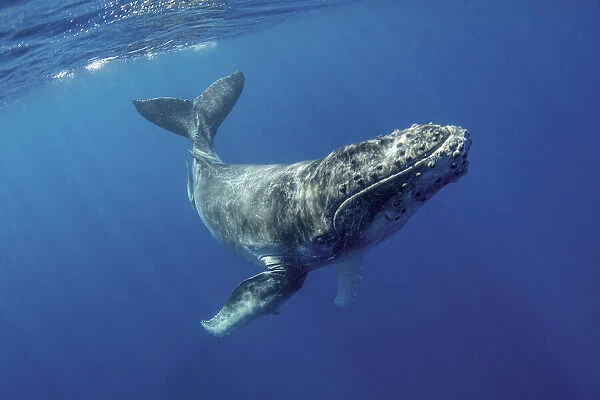 South Pacific, Tonga. Humpback calf close-up. Credit as