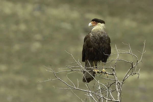 Southern Crested Caracara, Torres del Paine National Park, Chile, South AmericaPatagonia