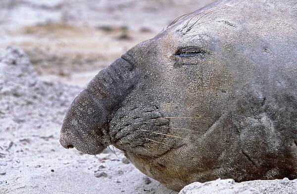 Southern Elephant Seal adult bull moulting on beach, Falkland Islands, January