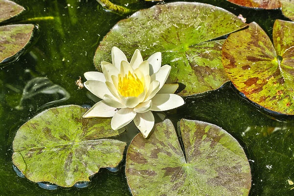 Spain, Barcelona. Parc Guell, lily pad