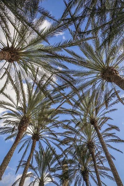 Spain, Canary Islands, Gran Canaria Island, Maspalomas, palm tree canopy