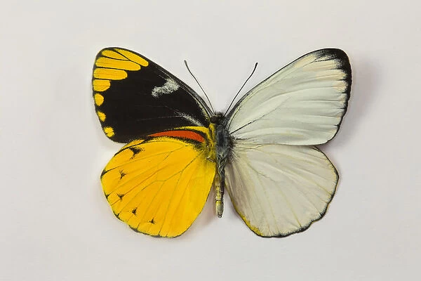 The Splendid Butterfly, Delias splendida comparing the White Topside and colorful
