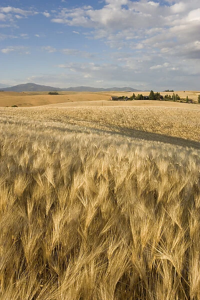 Spokane County, field of 6 Row Barley ripening in the afternoon sun