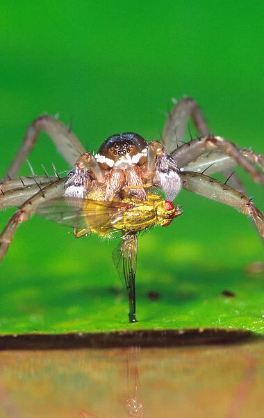 Six Spotted Fishing Spider eating a Dung Fly Dolomedes triton Centra; Pennsylvania