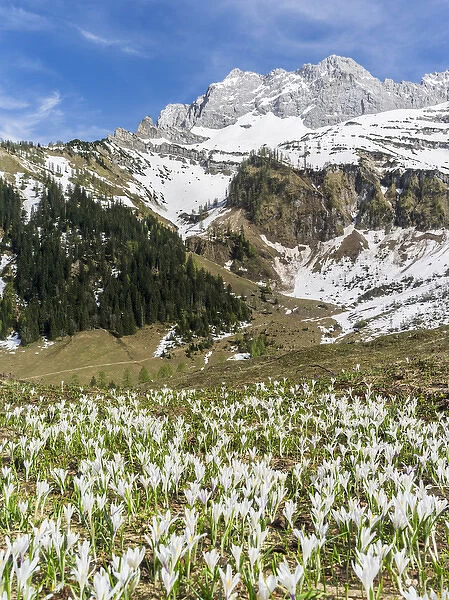 Spring Crocus (Crocus vernus) in the austrian alps in the Eng valley