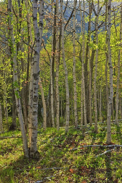 Spring in a paper birch forest on Mount Desert Island near Acadia National Park