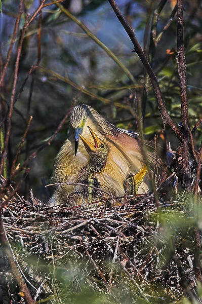 Squacco Heron (Ardeola ralloides) in the Danube Deltanest with parents Europe, Eastern Europe