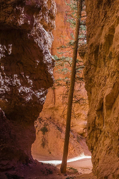 Squeezed tree growing at Wall Street. Bryce Canyon National Park. Utah. US