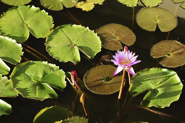 Sri Lanka, Dambulla, Water Lily (Nymphaeaceae)