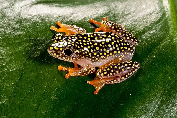 Starry Night Reed Frog - Heterixalus alboguttatus - Native to Madagascar Habitat