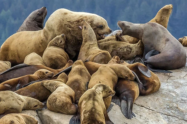 Steller sea lions, Glacier Bay National Park and Preserve, Alaska