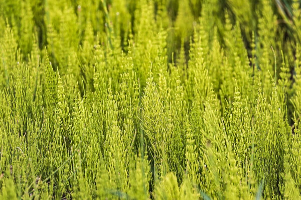 Steptoe, Washington State, USA. Horsetail plants (equisetum) in the Palouse hills