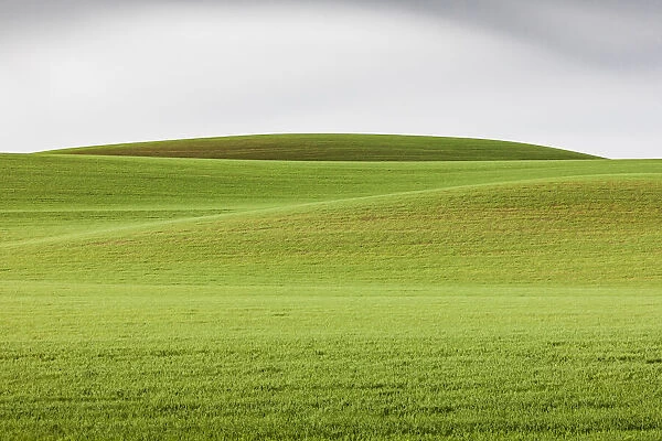 Steptoe, Washington State, USA. Wheat fields in the rolling Palouse hills of Washington