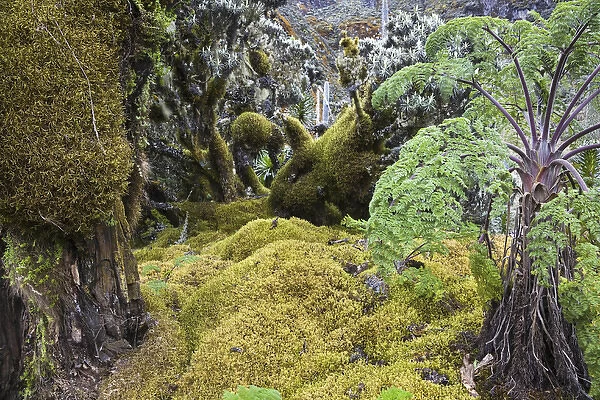 Strohblumengebuesch with moss in the Rwenzori, Uganda