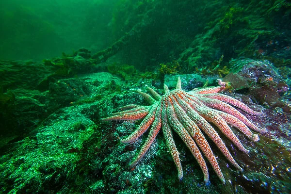 Sunflower Starfish and mooring chain in backgound off of Vancouver Island, BC