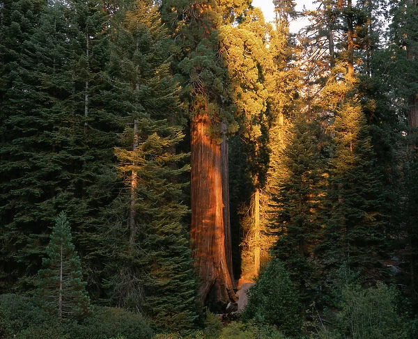 last sunlight on Giant Sequoia trees in Grant Grove, Kings Canyon Nat l Park, CA