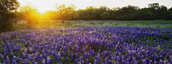Sunrise in the hill country of Texas. Credit as: Dennis Flaherty  /  Jaynes Gallery  /  DanitaDelimont