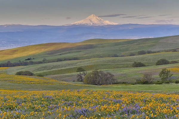 Sunrise and Mt. Hood Spingtime bloom with mass fields of Lupine, Arrow Leaf Balsalmroot