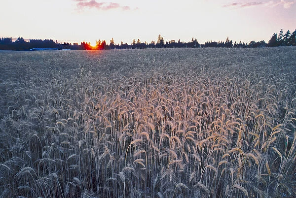 Sunset over a field of wheat with trees in the background, United States of America