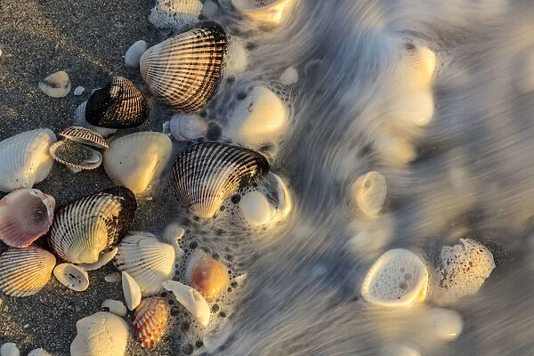 Surf on seashells on Sanibel Island in Florida, USA