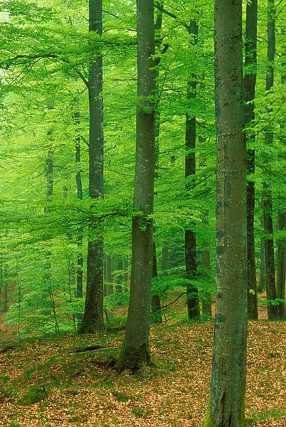Sweden. Beech (Fagus sylvatica) Forest
