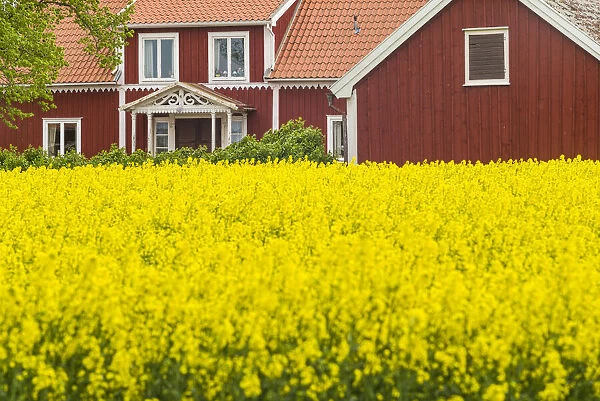 Sweden, Lake Vattern Area, Renstad, farm, springtime