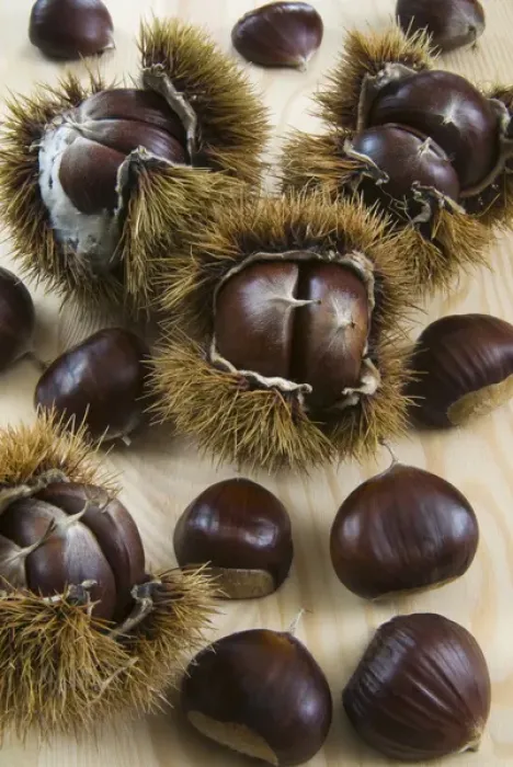 Framed Print : Sweet Chestnuts Print - Spiny and Smooth Shells Framed Print : Sweet Chestnuts Print - Spiny and Smooth Shells