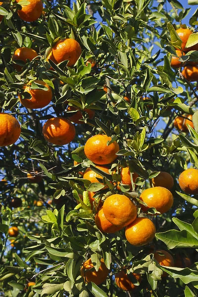 Tangerine tree in orange grove, Mission, Texas, winter