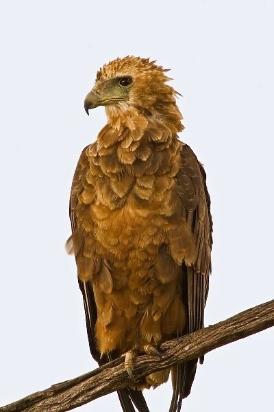 A Tawny Eagle purched on a branch above the Msai Mara Kenya. (RF)