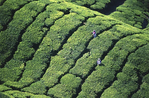 tea pickers, Munar, Kerala, India