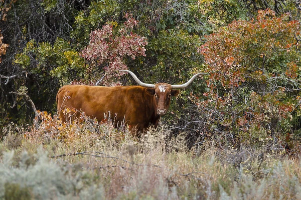 Texas Longhorn cattle in grassland