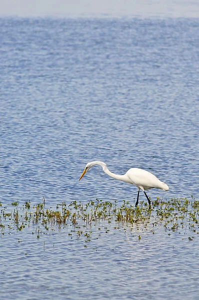 Texas, Port Aransas. Great white egret at the Aransas National Wildlife Refuge