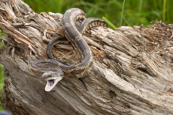 Texas rat snake, Elaphe obsoleta lindheimerii