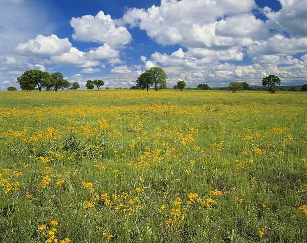 Texas, Texas Hill Country, Field of flowers and trees with cloudy sky