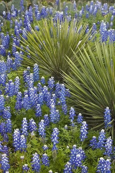 Texas, USA. Bluebonnets (Lupinus texensis) Surrounding a Yucca Shrub